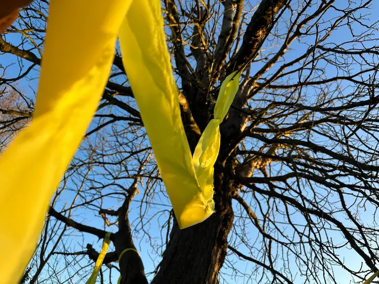 yellow ribbon in oak tree