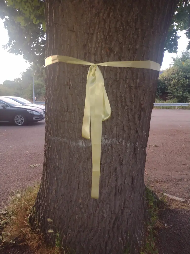 yellow ribbon Oak tree