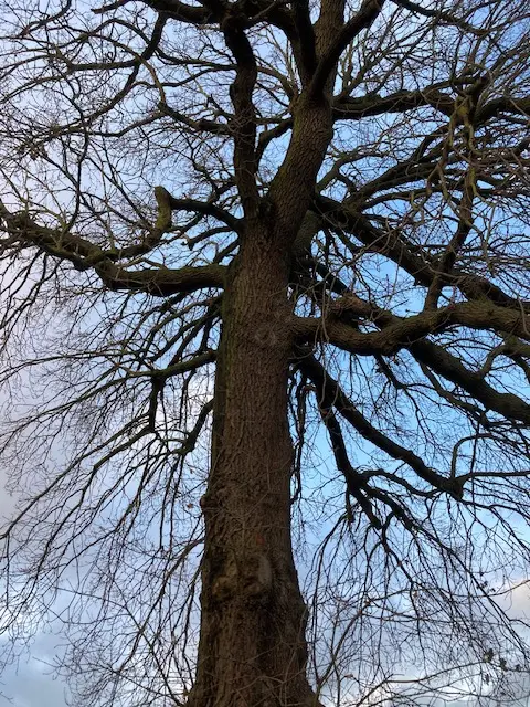 Oak tree